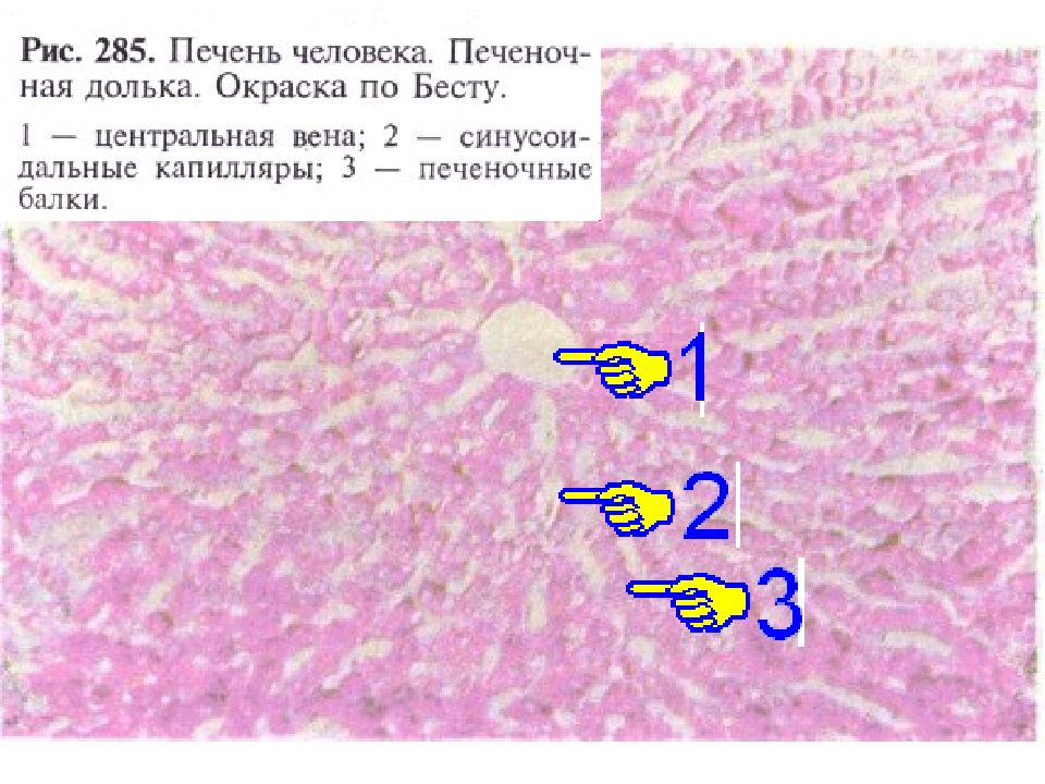 Тонкая кишка секреция