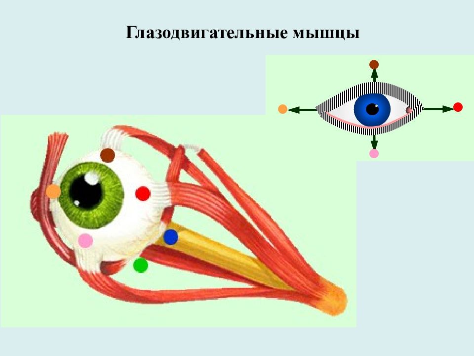 Глазодвигательные мышцы функции. Глазодвигательные мышцы. Глаодвигательныемышцы. Глазодвигательные мышцы глаза. Схема глазодвигательных мышц.