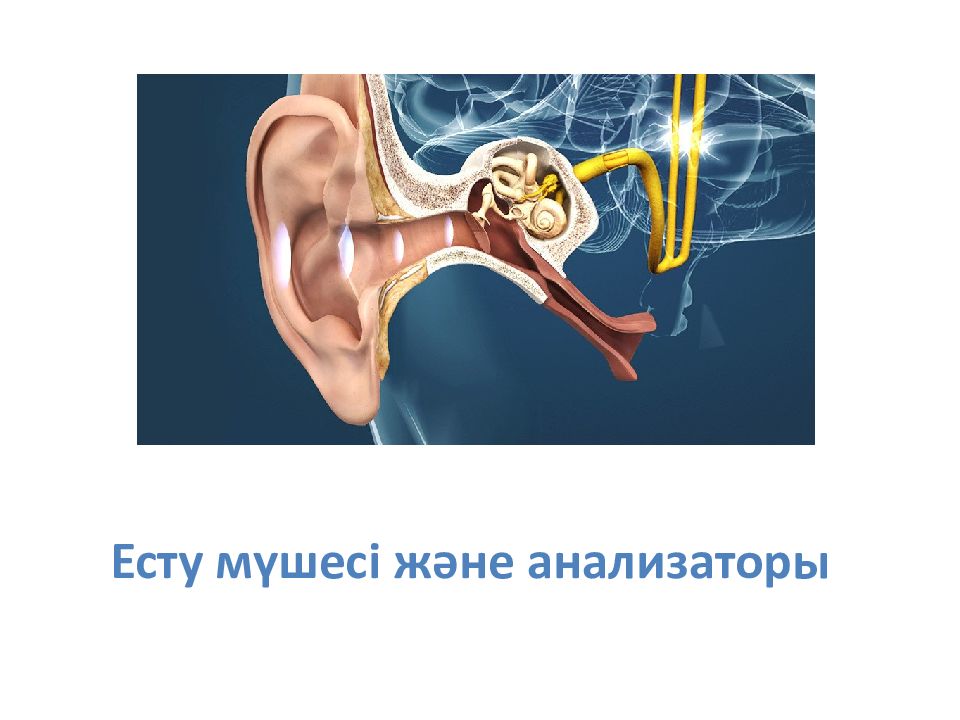 Есту мүшесі және анализаторы