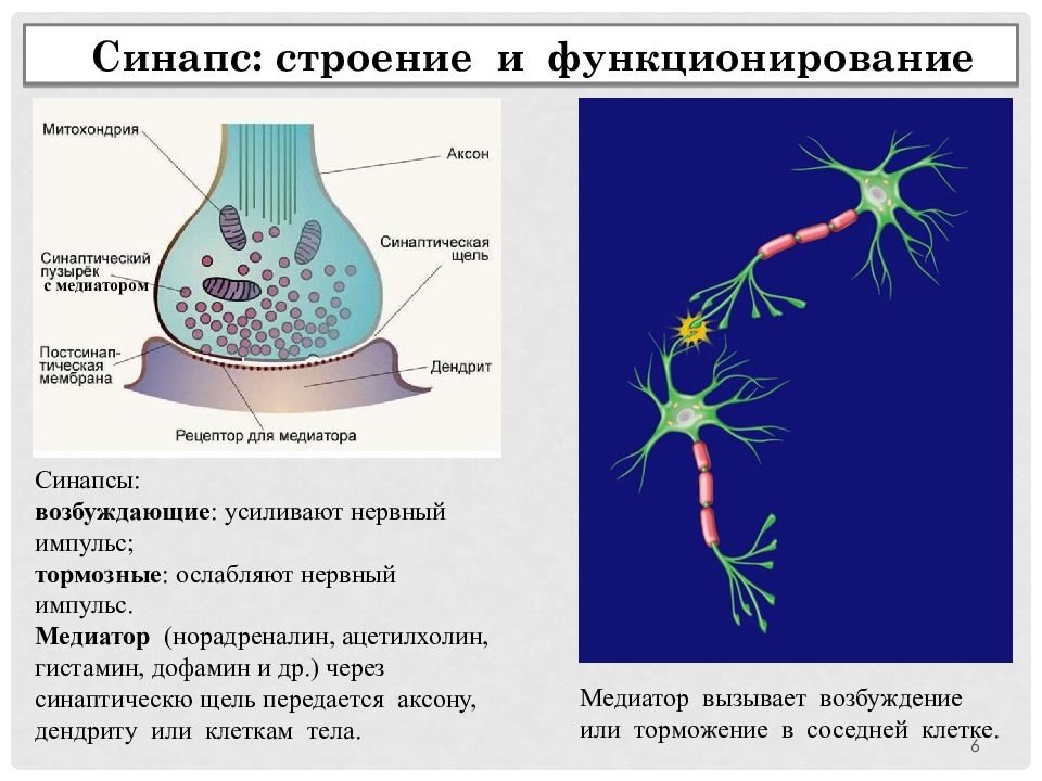 Синапс медицинский центр. Медиатор аксона.