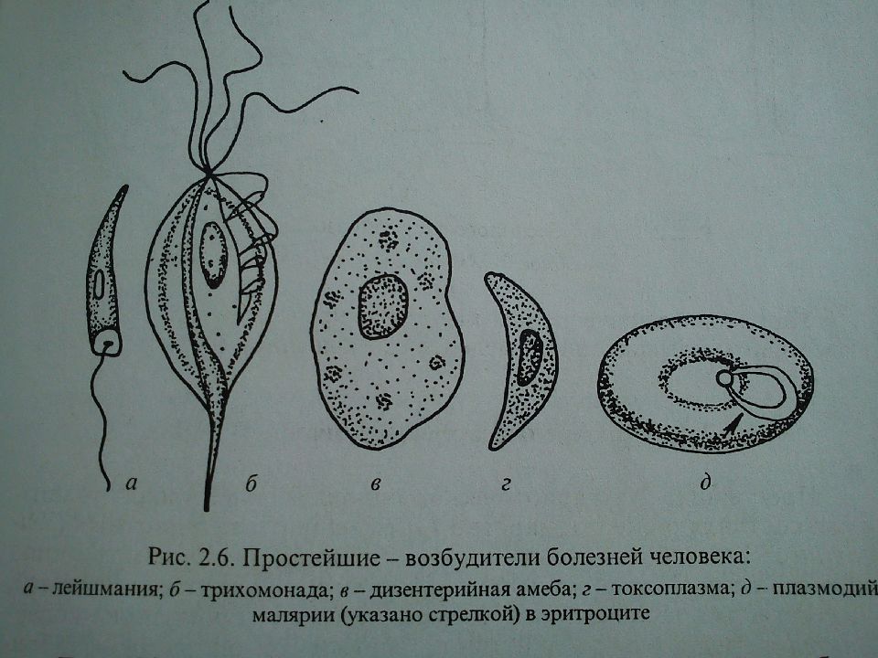 Лямблия лейшмания трихомонада. Трихомонада амеба лямблия. Трипаносома лейшмания лямблия. Лейшмании, трипаносомы, лямблии, трихомонады.