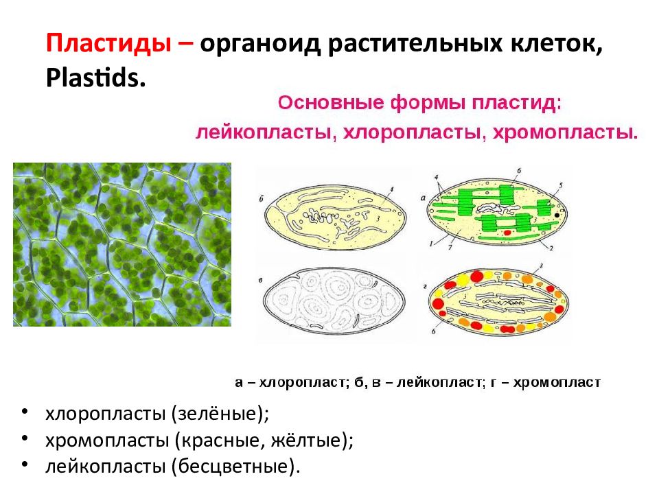 Строение растительной клетки пластиды