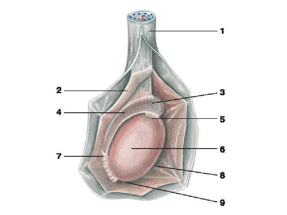 Мужские яички органы. Строение семенника анатомия. Строение яичка анатомия. Строение муіского яичка. Строение левого яичка.