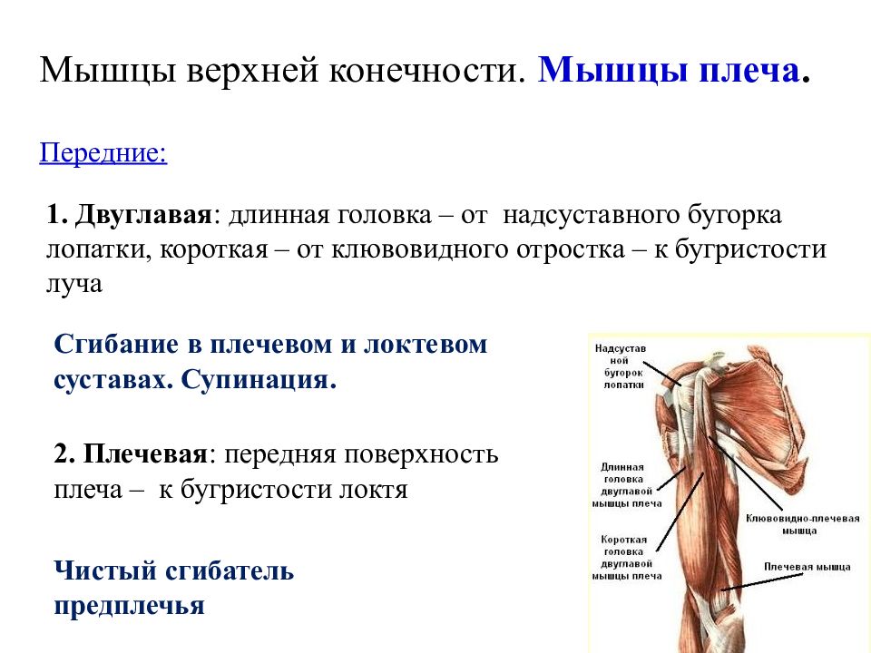 Двуглавая мышца плеча. Двуглавая мышца плеча мышцы верхней конечности. Мышцы свободной верхней конечности мышцы плеча таблица. Функция головки двуглавой мышцы. Длинная головка двуглавой мышцы плеча.