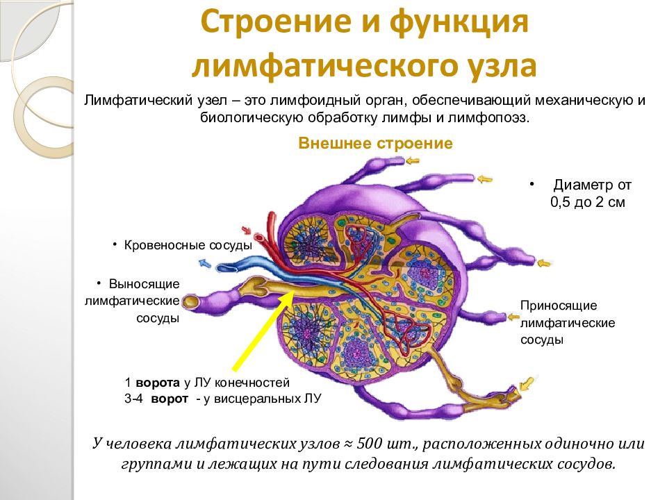 Лимфатическая система анатомия презентация