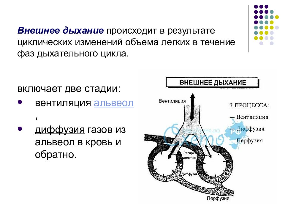 На рисунке изображена схема объясняющая механизм внешнего дыхания человека какое общее свойство