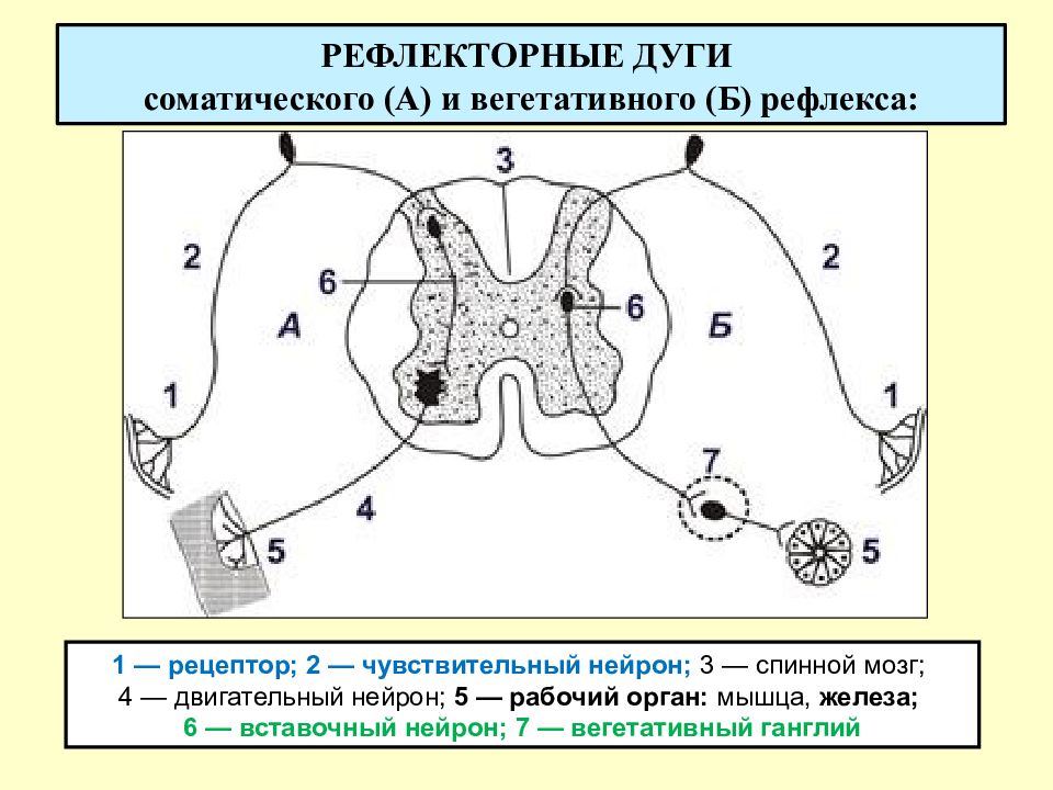 Рефлекторная дуга вегетативной нервной системы рисунок