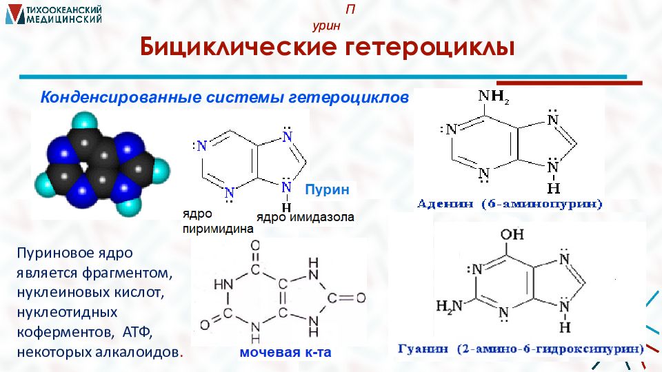 Система пурина