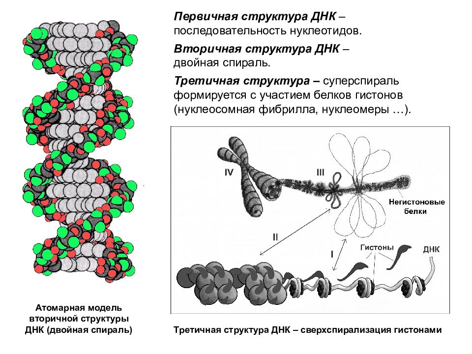 Структура белка закодирована в молекуле днк. Первичная вторичная и третичная структура ДНК. Первичная и вторичная структура ДНК. Строение первичной структуры ДНК. Структуры ДНК первичная вторичная и третичная четвертичная.
