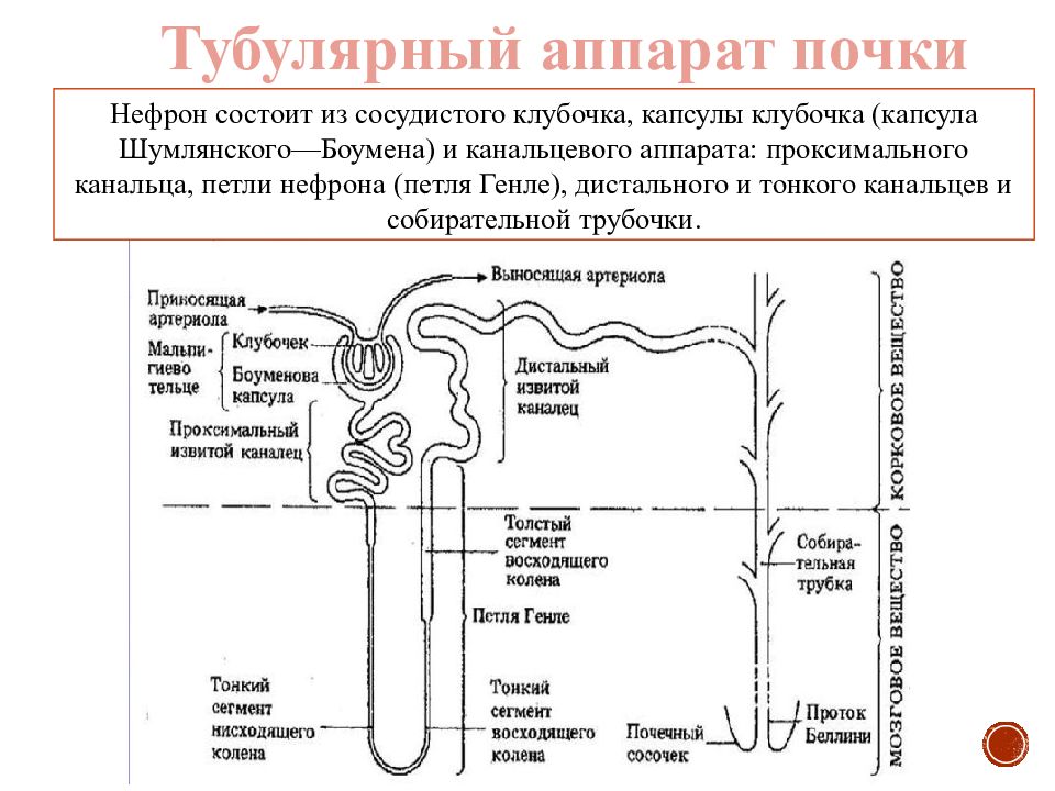 Определи нужные термины и подпиши рисунок извитой каналец