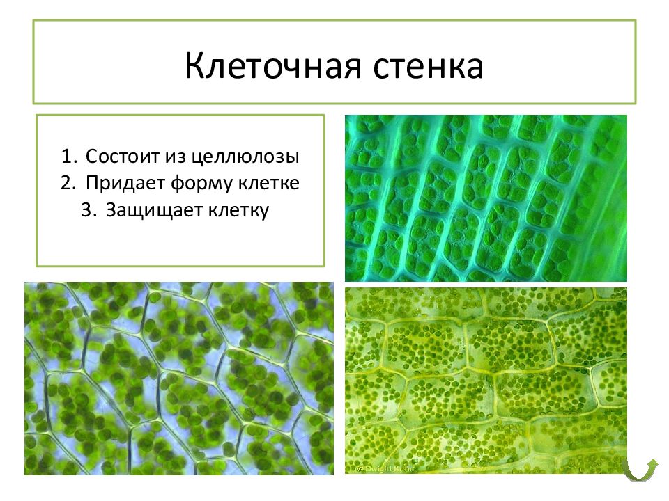 Стенка растительной клетки содержит. Целлюлозная клеточная стенка. Клеточная стенка из целлюлозы. Клеточная стенка растений состоит из. Целлюлоза в клеточной стенке.