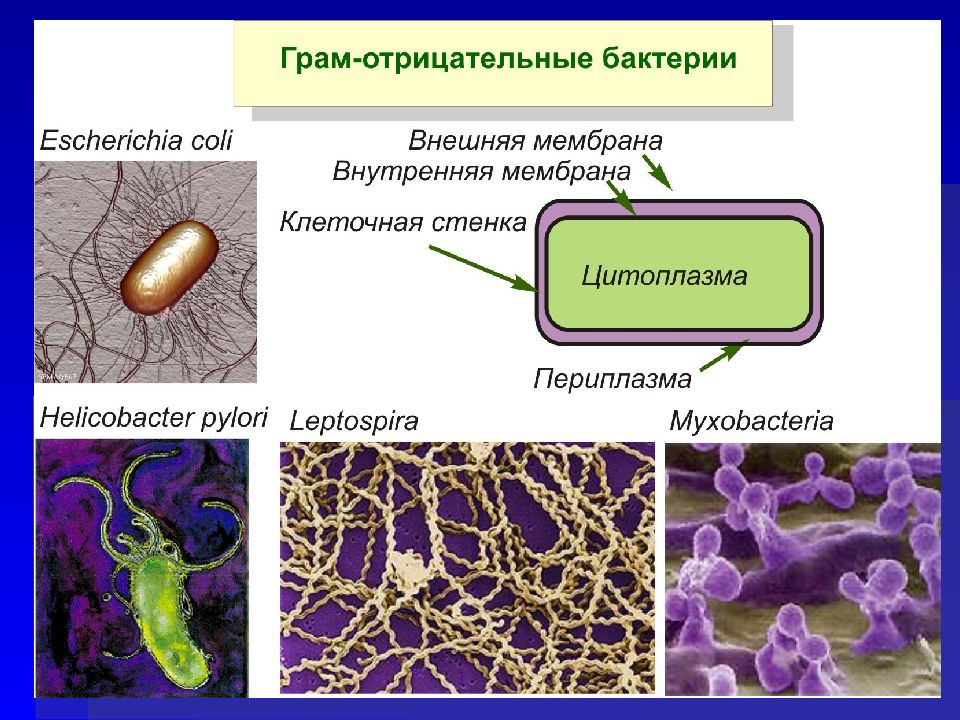 Методы молекулярной биологии презентация