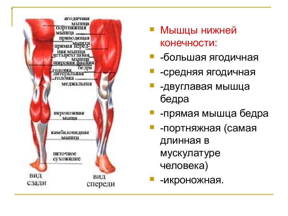 Мышцы ног человека названия и функции картинки