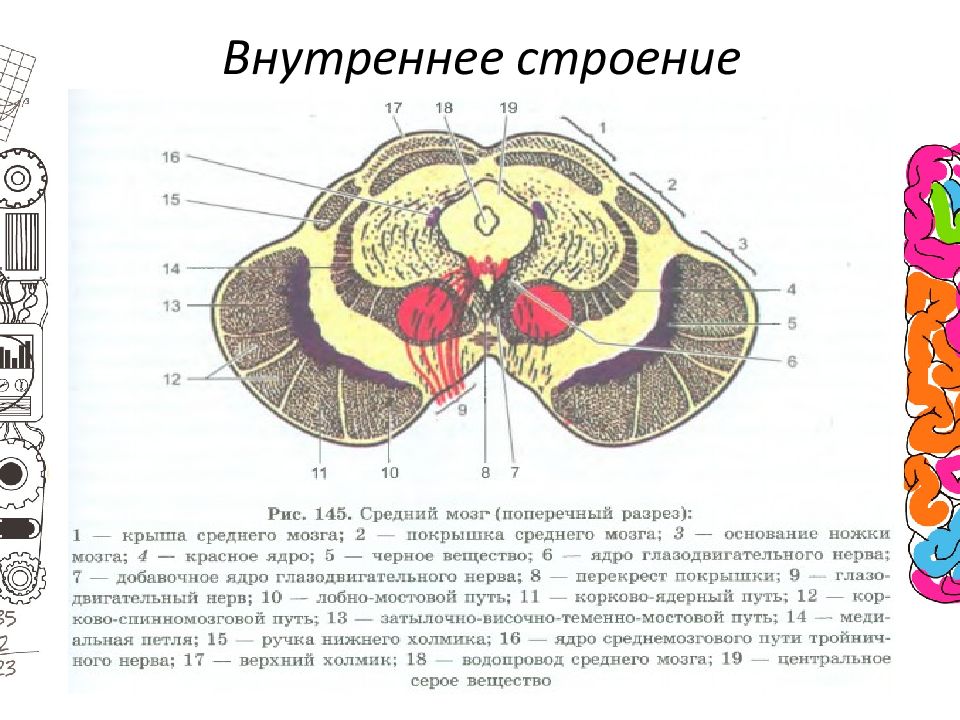 Отделы среднего мозга. Ленточные строения внутреннее строение. Внутреннее строение колобка. Внутреннее строение катушки. Внутренне строение структуры текста.