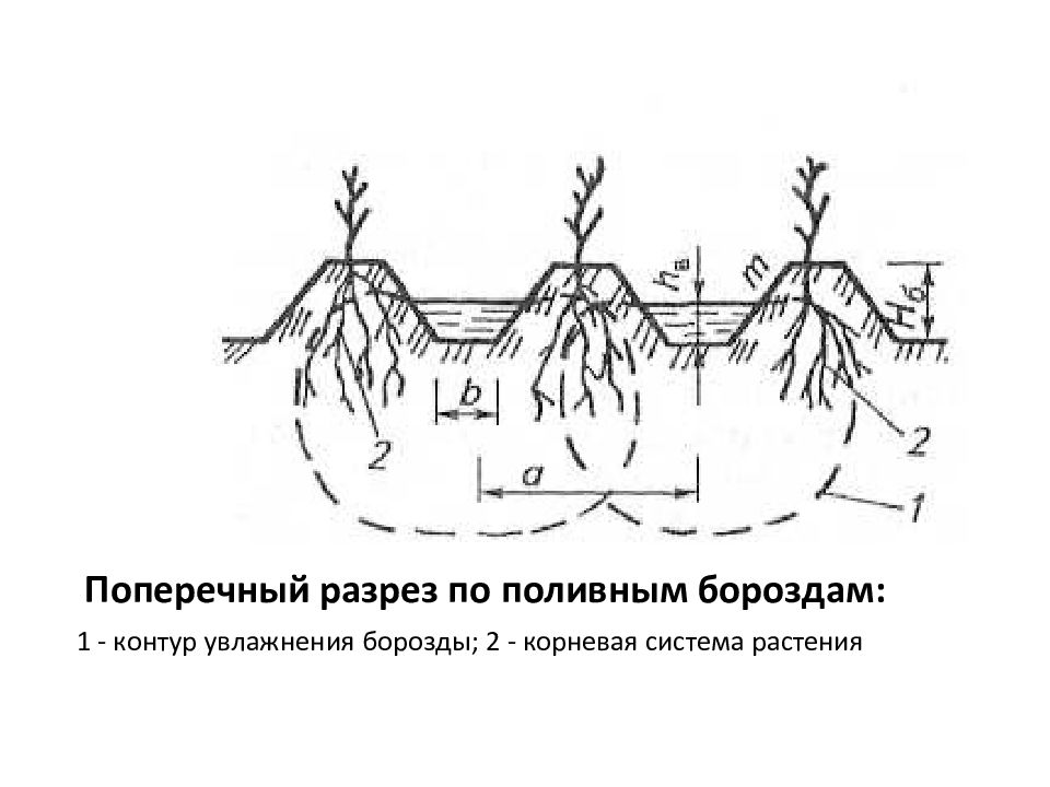 Поверхностный способ. Полив по бороздам схема. Полив по полосам и бороздам. Орошение по бороздам. Поверхностное орошение схема.