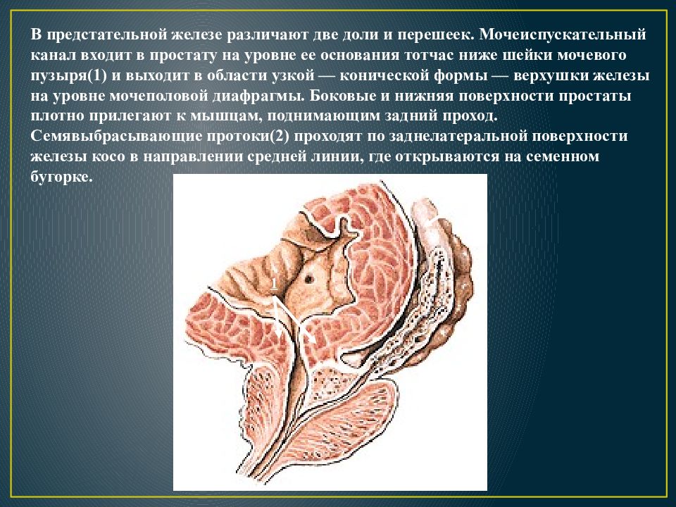 Предстательная железа центр. Перешеек предстательной железы анатомия. В предстательной железе различают:. Доли простаты анатомия.