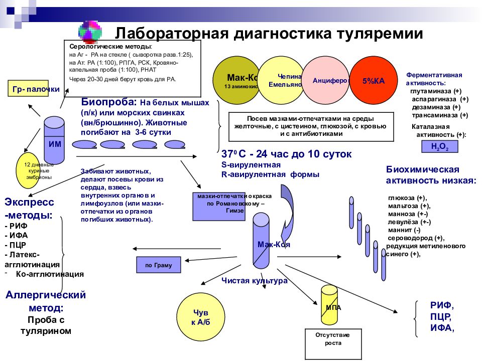 Возбудитель туляремии микробиология презентация