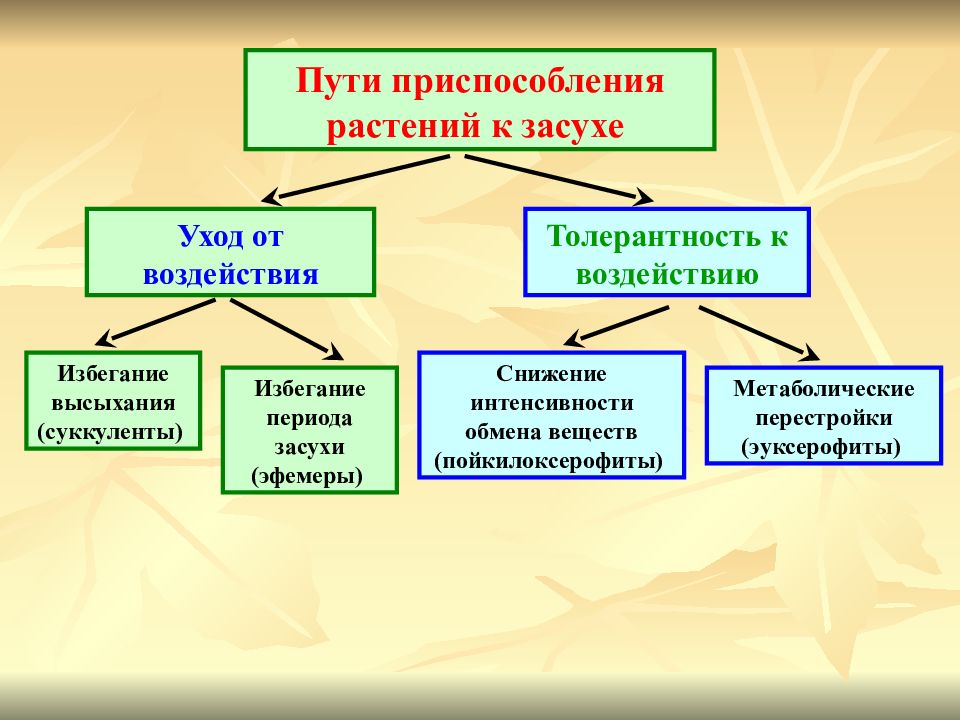 Обмен веществ адаптация