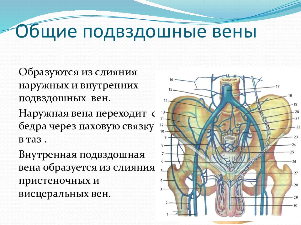 Нижняя полая вена образуется при слиянии