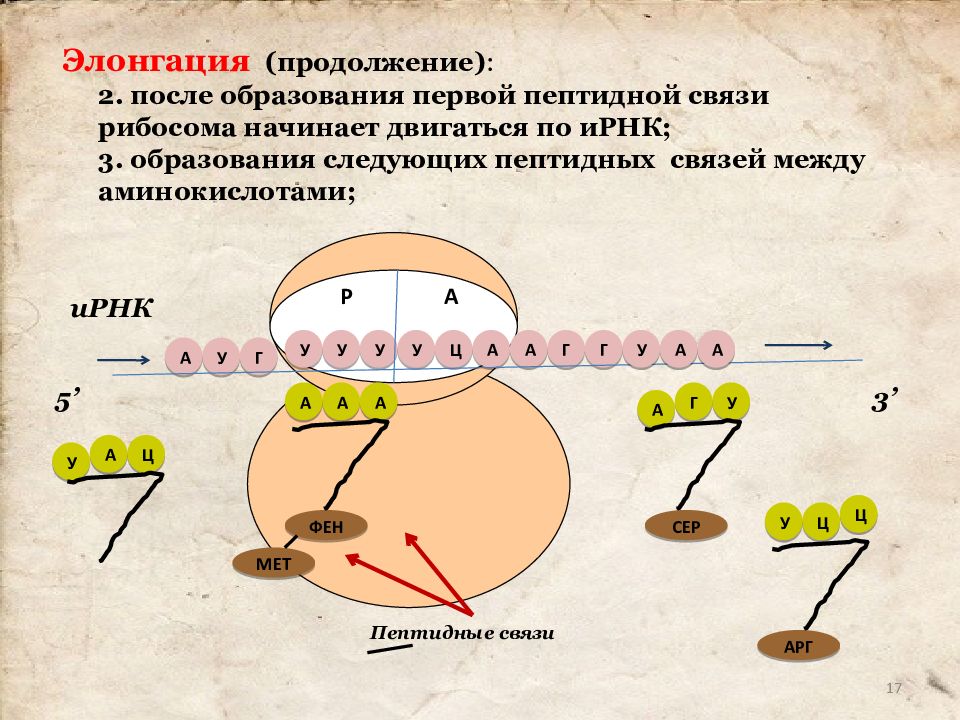 5 биосинтез белка. Элонгация терминация. Элонгация синтеза белка. Терминация Биосинтез белка. Элонгация биосинтеза белка.