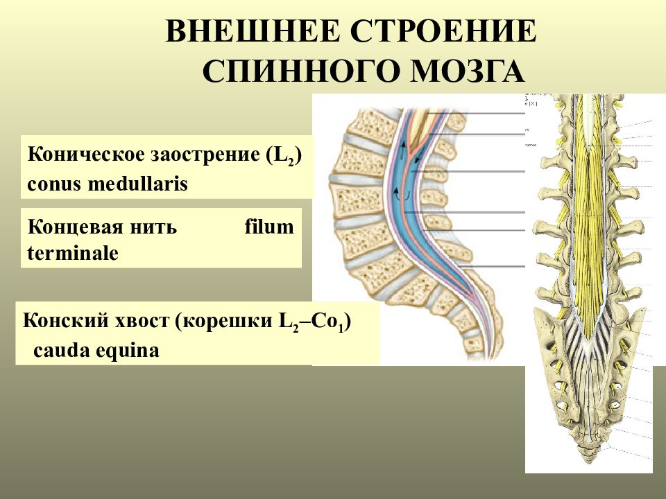 Спинной мозг это. Концевая нить спинного мозга. Конский хвост спинного мозга анатомия. Терминальная нить спинного мозга латынь. Спинной мозг терминальная нить конский хвост.