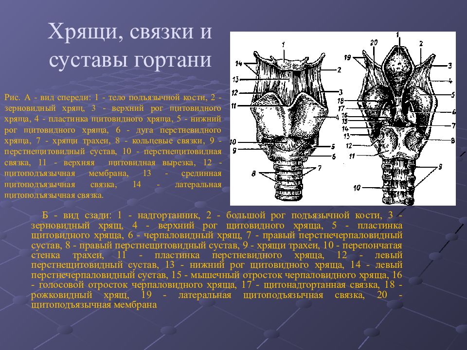 Хрящи и связки. Престщитовидный сустав гортань. Зерновидный хрящ гортани. Перстнещитовидный сустав латынь. Перстнечерпаловидный сустав анатомия.