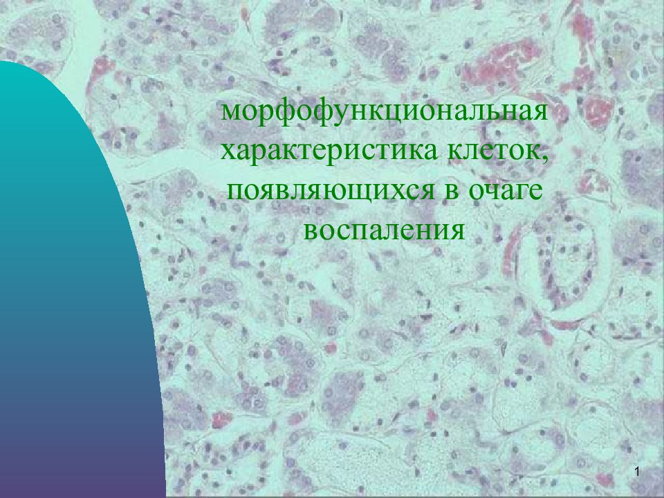 В1 клетки. Клетки хронического воспаления. Клетки в очаге воспаления. Характеристика клеток РВСТ. Клеточные воспалительные реакции при ревматизме.