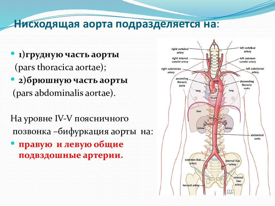 Бифуркация аорты на уровне. Поверхностная надчревная Вена. Нисходящая аорта. Верхняя и нижняя надчревные вены.