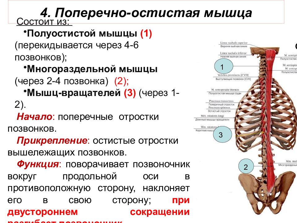 Остистая мышца