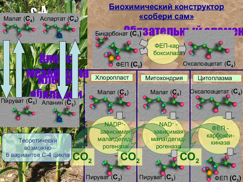 Презентация воздушное питание растений фотосинтез 6 класс пономарева