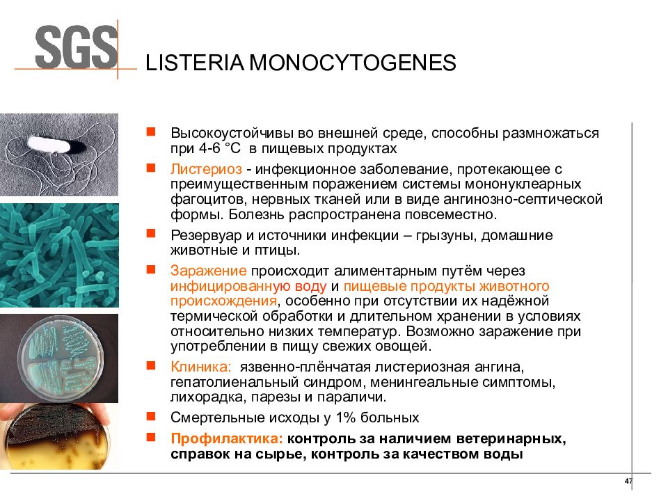 Листерии что это. Листерия в пищевых продуктах. Листерия моноцитогенес в пищевых продуктах. Биохимия листерии моноцитогенес. Листериоз распространенность.