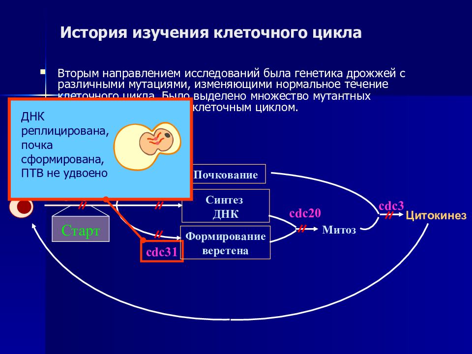 Второе цикла. Клеточный цикл генетика. Регуляция клеточного цикла презентация. Регуляция жизненного цикла. Регуляция клеточного цикла патофизиология.