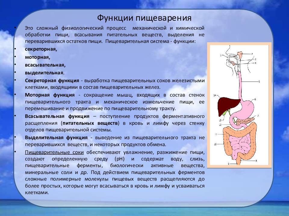 Функции пищеварительной системы. Пищеварительная система человекафункуии. Функции системы пищеварения. Функции пищеварительной системы человека. Функции пищеварительной функции.