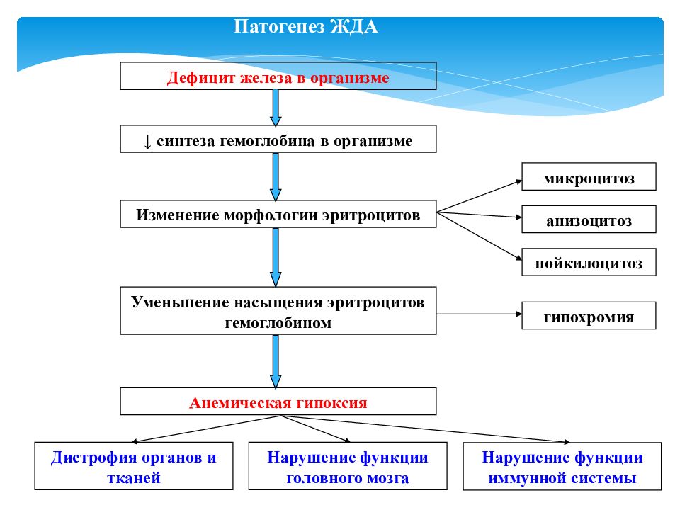 Клиническая картина железодефицитной анемии