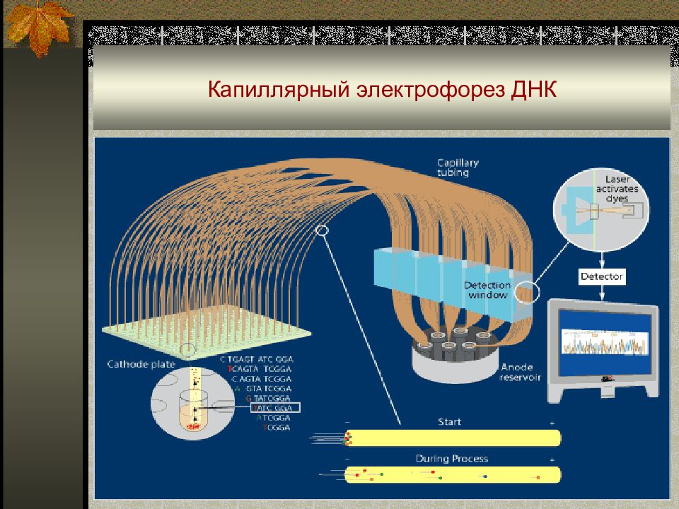 Схема капиллярного электрофореза