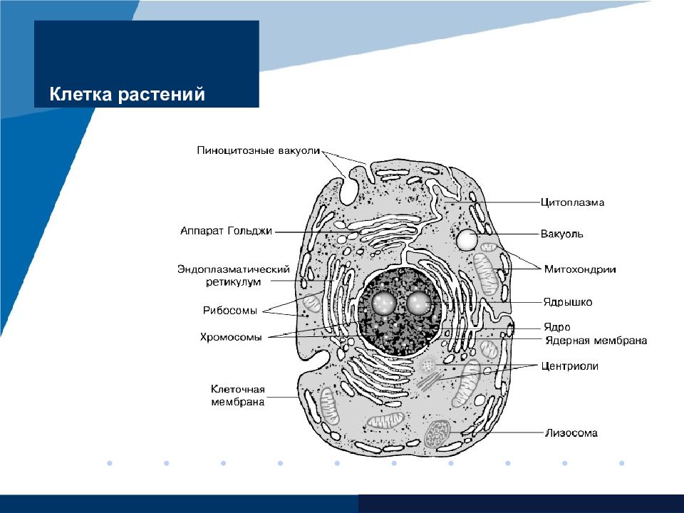 Клетки 4 5. Схема строения живой клетки по данным электронного микроскопа. Строение животной клетки ЕГЭ биология. Строение растительной клетки ЕГЭ. Строение клеток Царств.