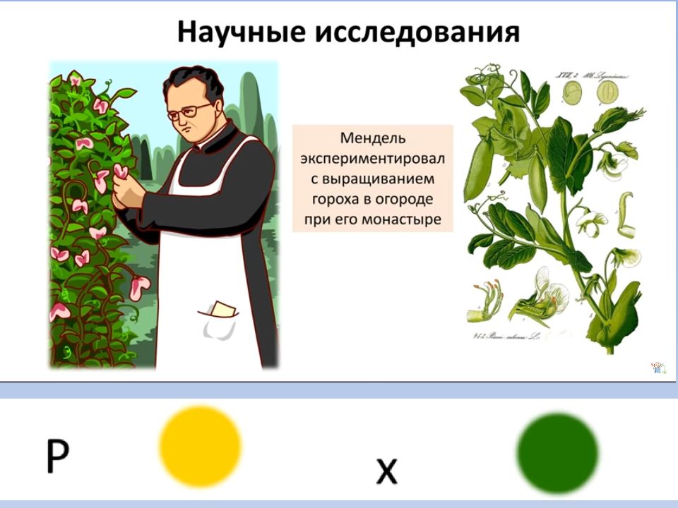 Генетика подготовка к егэ презентация