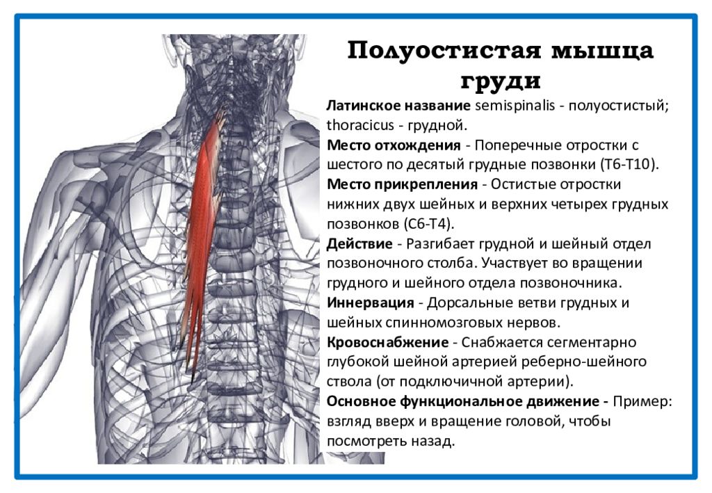 Мышцы грудного отдела. Полуостистая мышца грудной отдел. Полуостистая мышца головы и шеи. Болит полуостистая мышца. Полуостистая мышца спины.