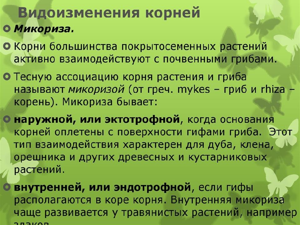 Корень пименов презентация