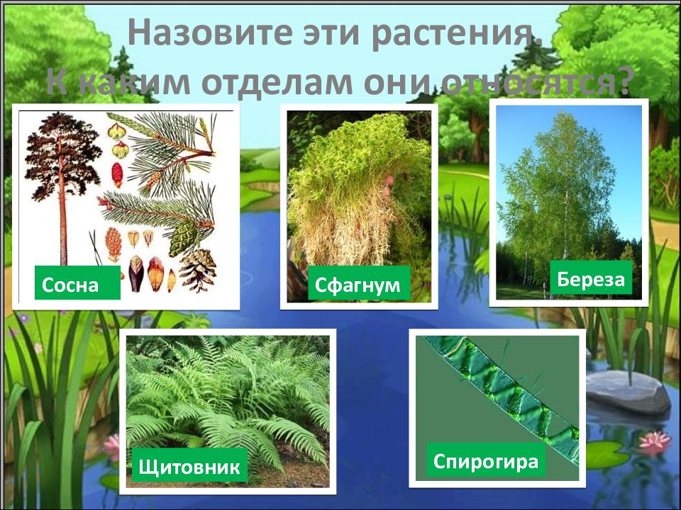 Проект на тему значение растений в жизни человека