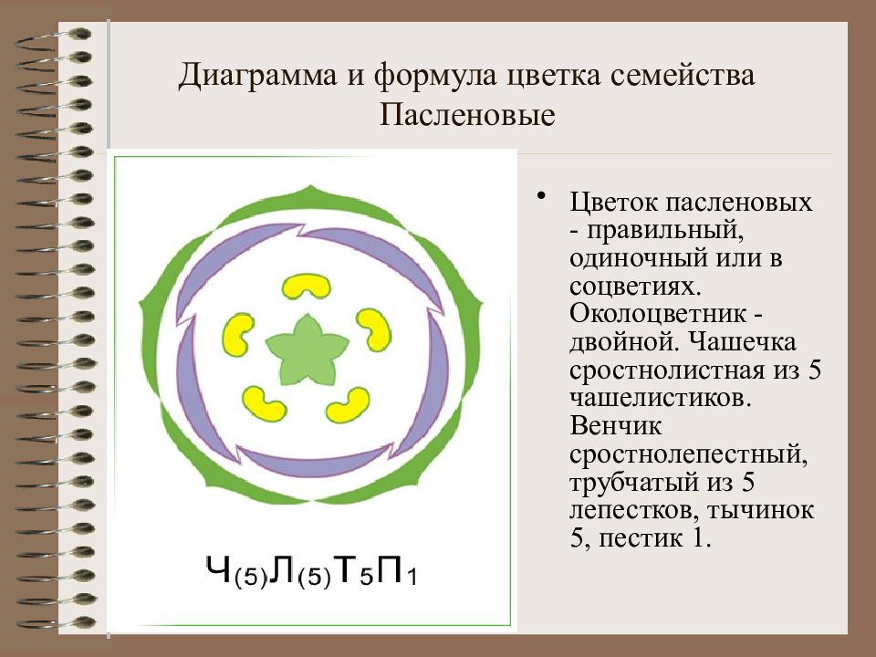 К какому классу относится растение диаграмма цветка которого показана на рисунке 1 двудольные