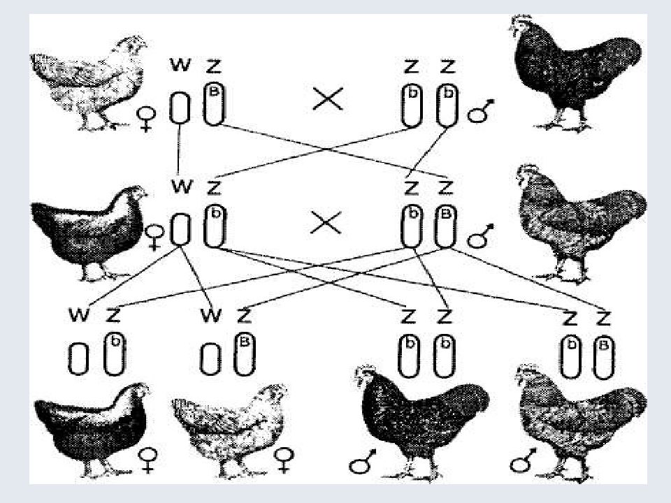 Хромосомы пола. Генетика пола у птиц. Хромосомы курицы. Набор половых хромосом у курицы. Хромосомы у кур.
