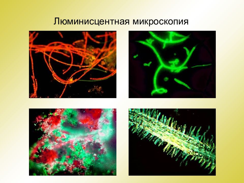 Биология почв. Воздействие микроскопии. М люминисцентная это в биологии.