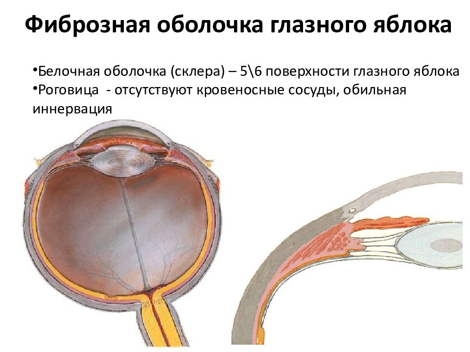 Глазное яблоко оболочки представлен