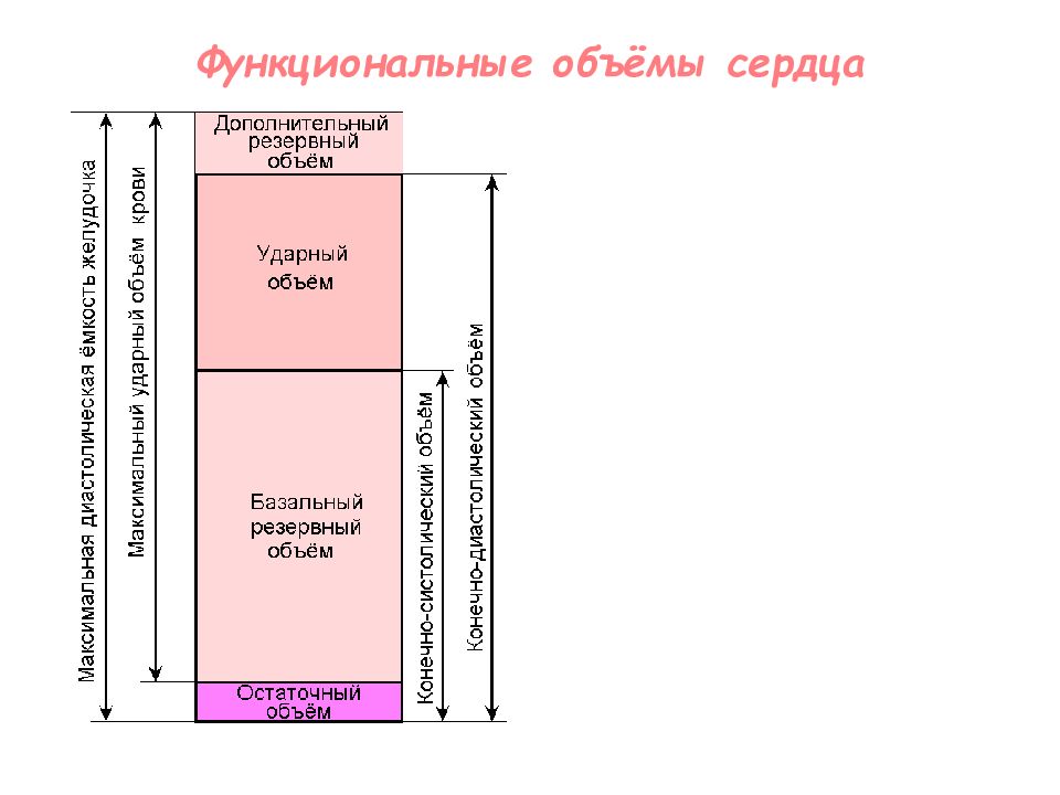 Объем сердца. Функциональные объёмы сердца. Функциональные объемы сердца физиология. Резервный объем сердца. Остаточный объем сердца.