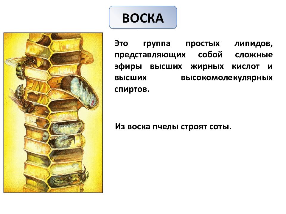 Простые липиды презентация