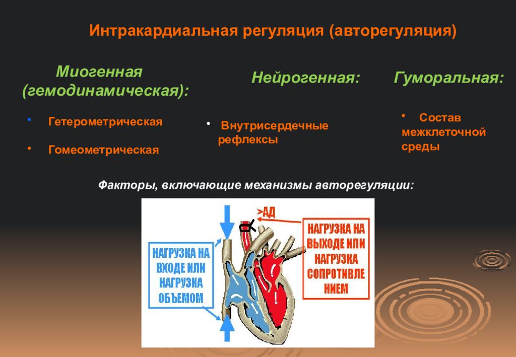 Схема внутрисердечной рефлекторной регуляции сердца