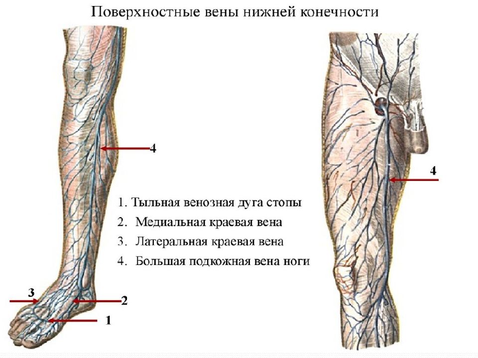 Артерии нижних конечностей схема расположения