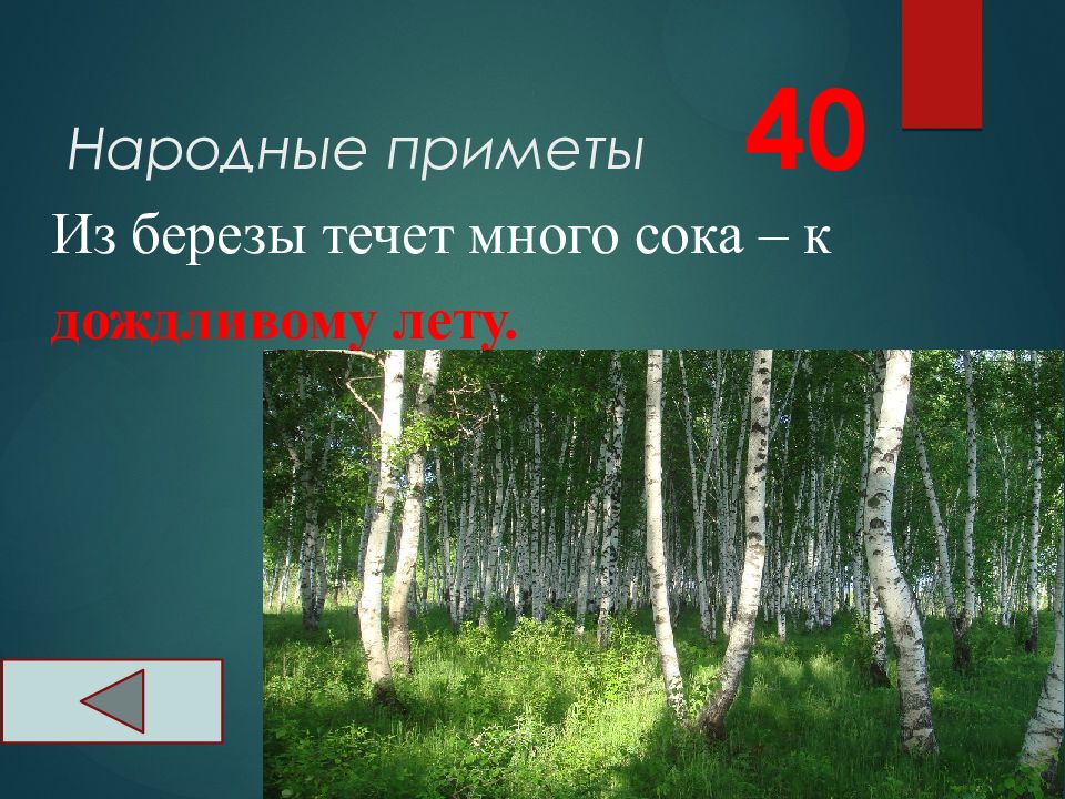 40 40 приметы. Из березы течет много сока к дождливому лету. Презентация игра по экологии 6 класс. Есть народная примета если у березы много сока.