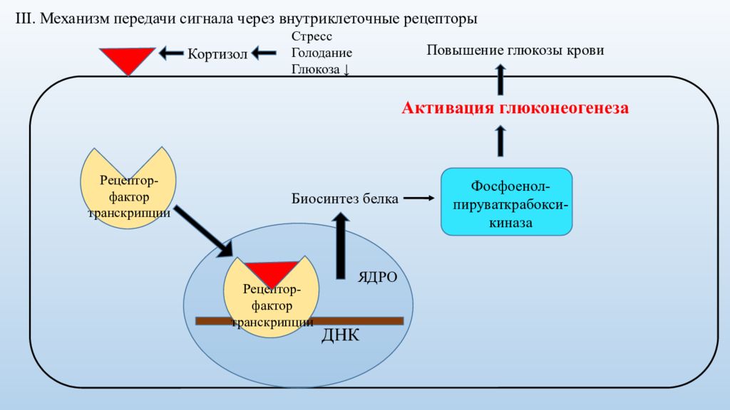 Передача сигналов. Кортизол механизм передачи сигнала. Механизмы передачи гормонального сигнала гормонов. Передача сигналов через внутриклеточные рецепторы. Механизм внутриклеточных рецепторов гормонов.